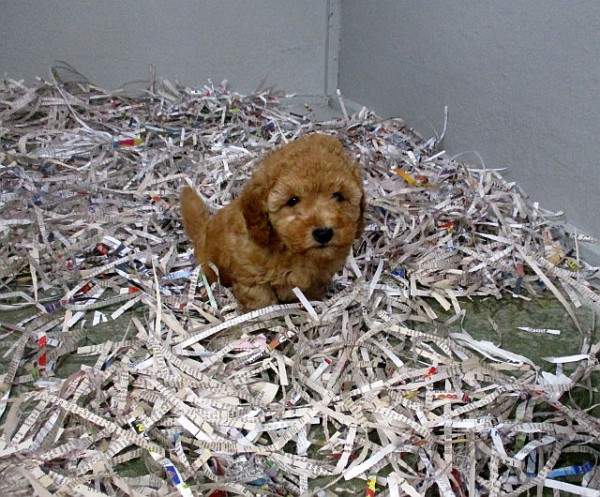 Bichon-Poo Female