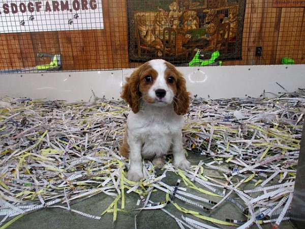 Cocker Spaniel Male