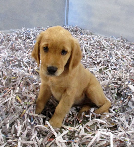 Golden Retriever Female