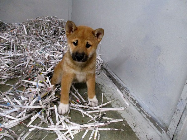 Shiba-Inu Female