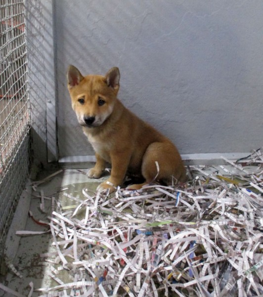 Shiba-Inu Male