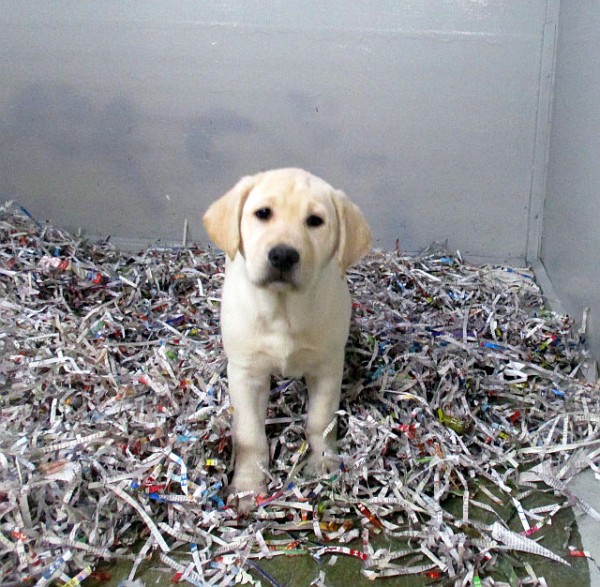 Yellow Lab Female 1