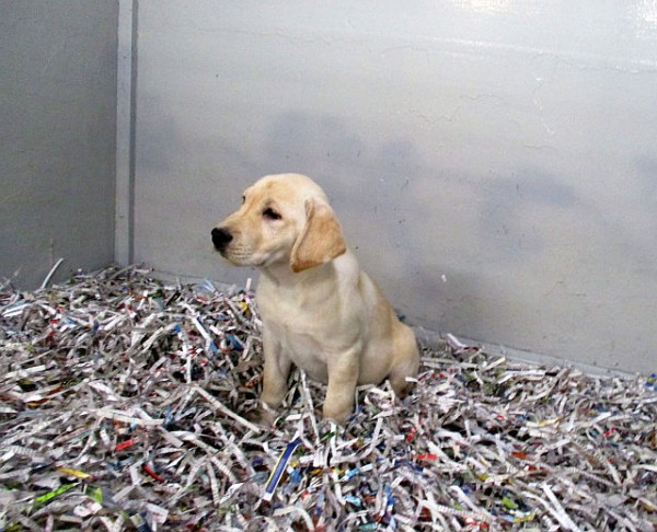 Yellow Lab Female 2