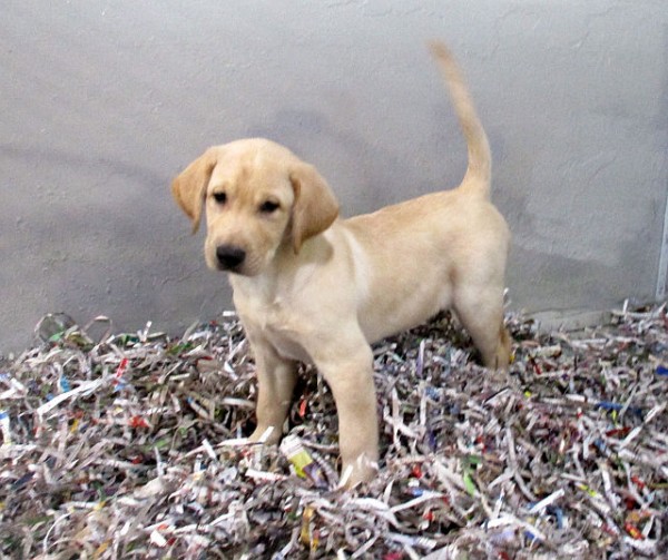 Yellow Lab Male 2