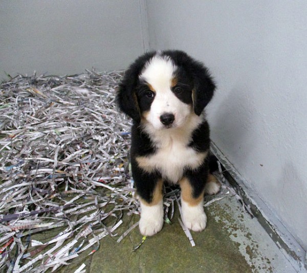 Aussie Bernese Female