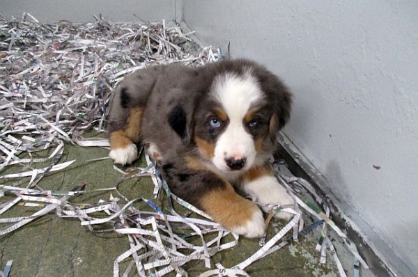 Aussie Bernese Male