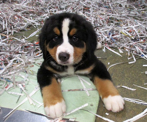 Bernese Mt. Dog Male
