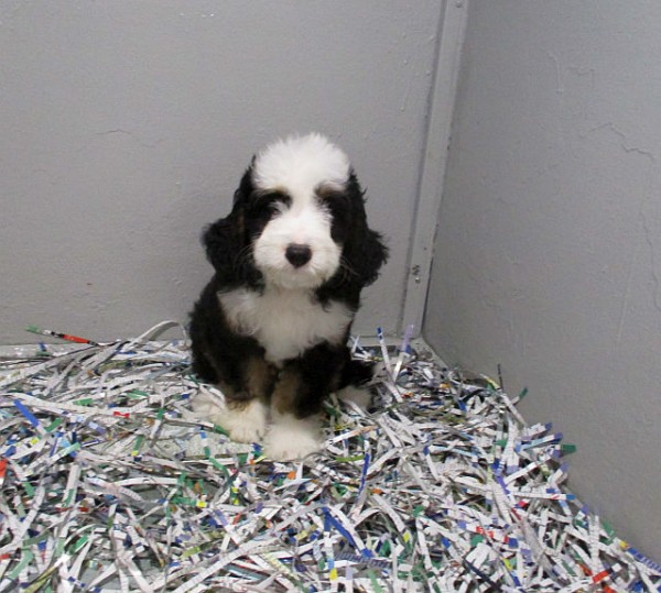 Medium Bernedoodle Male