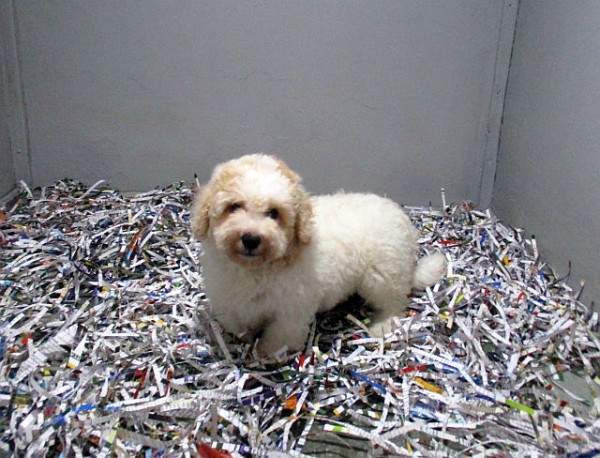 Bichon-Poo Male