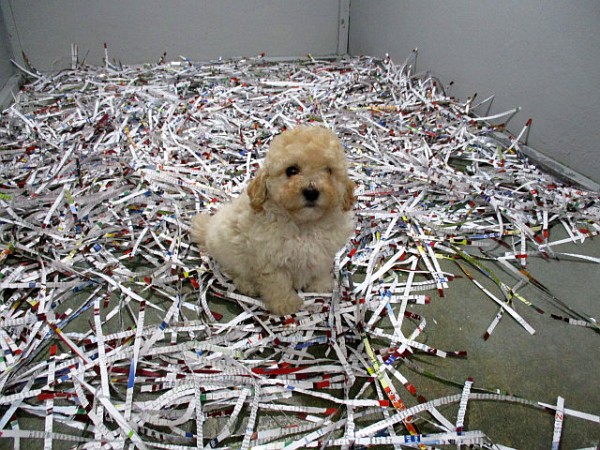 Bichon-Poo Female