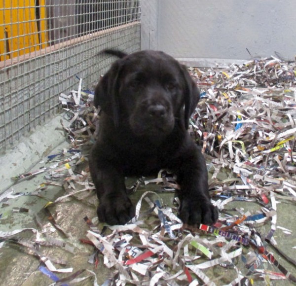 Black Lab Male 1