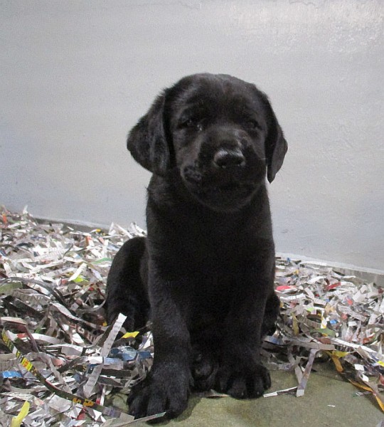Black lab Male 2