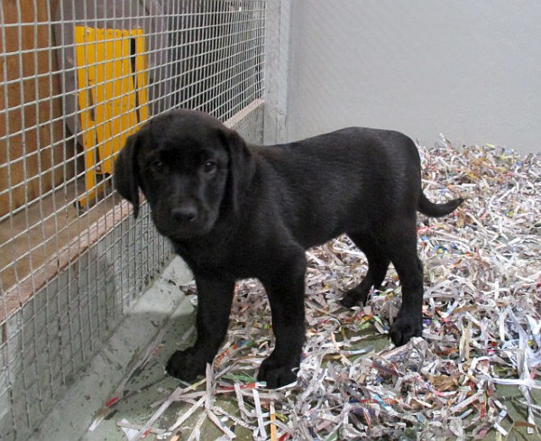 Black Lab Female