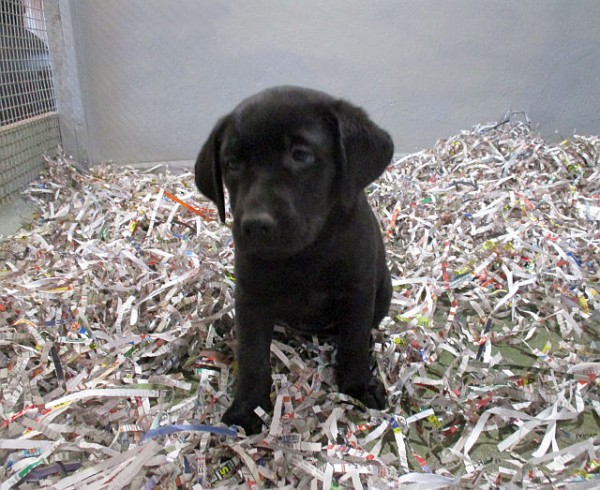 Black Lab Female
