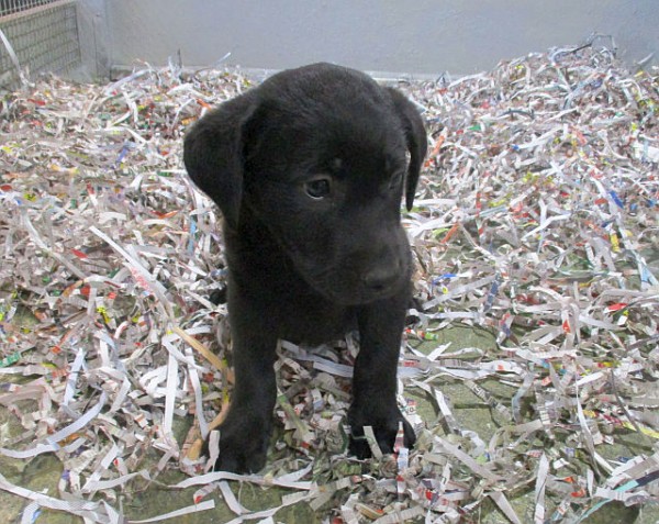 Black Lab Male