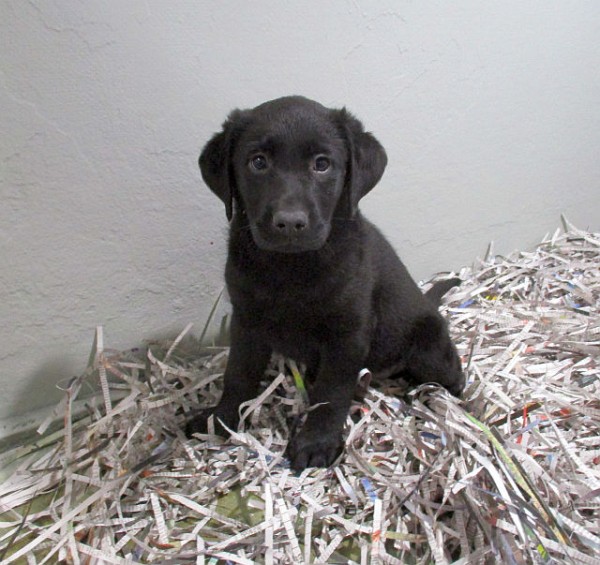 Black Lab Male