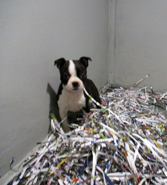 Boston Terrier Female