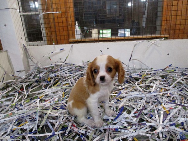 Cavalier King Charles Female