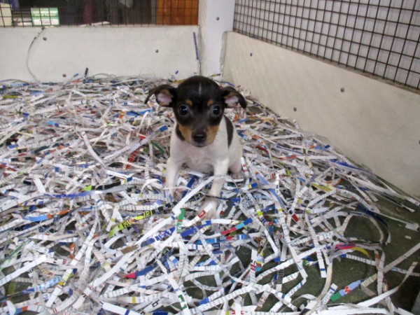 Chihuahua-Terrier Male