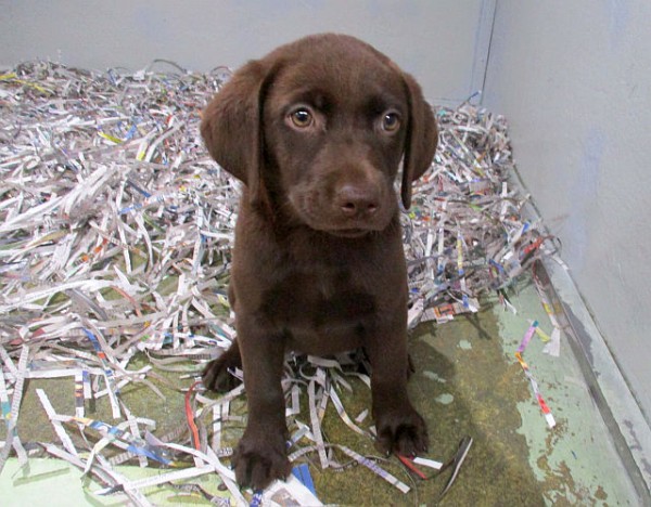 Chocolate Lab Female