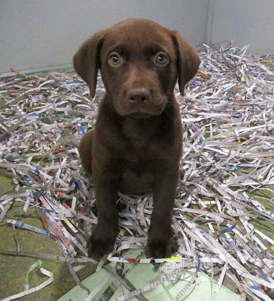 Chocolate Lab Male 