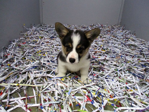 Corgi Male