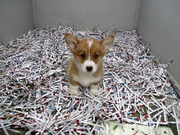 Corgi Male