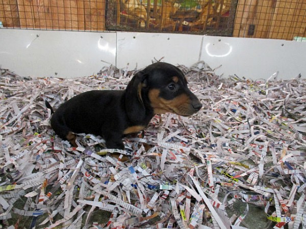 Miniature Dachshund Female 1