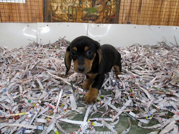 Miniature Dachshund Female 2