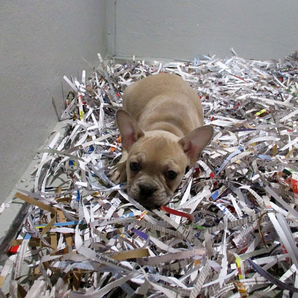 French Bulldog Female