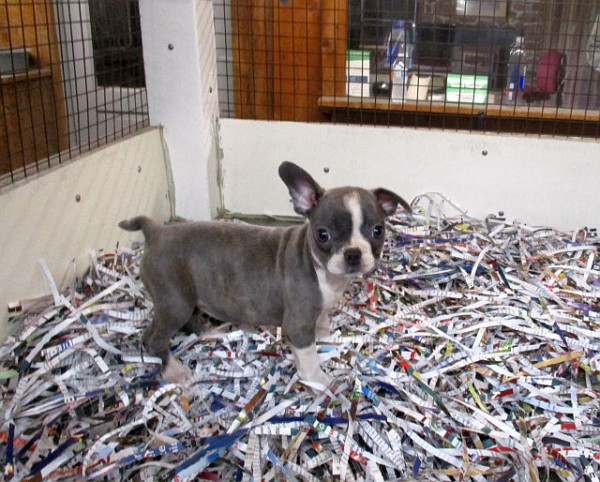 Frenchton Female