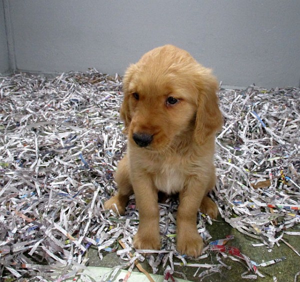 Golden Retriever Female 1