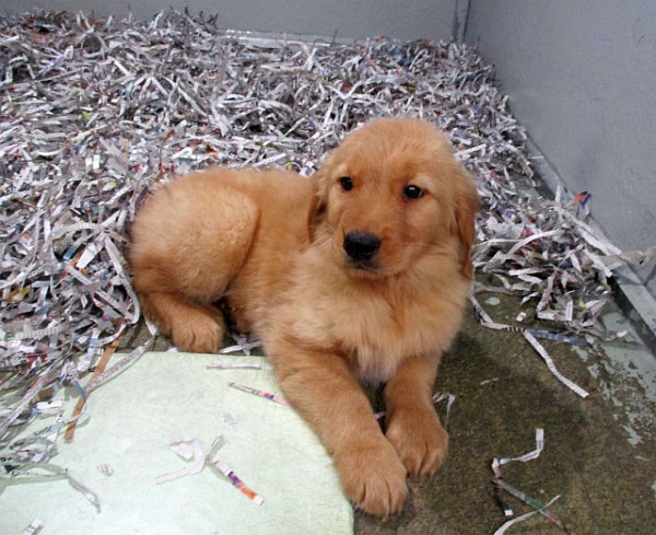 Golden Retriever Female 2