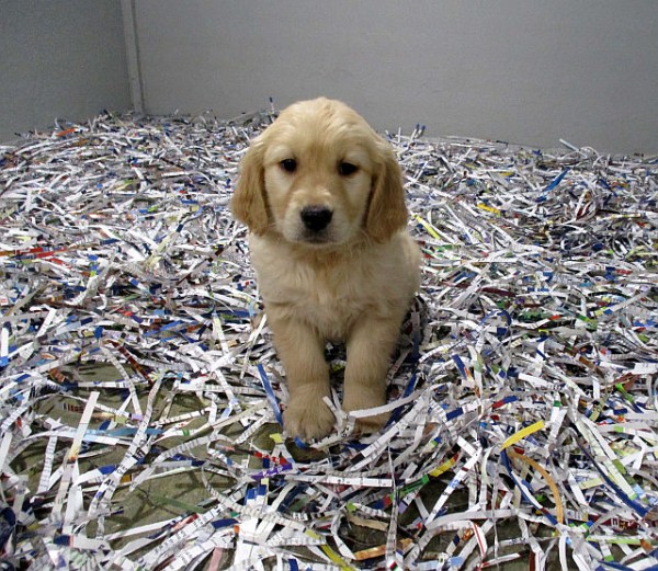 Golden Retriever Female 2