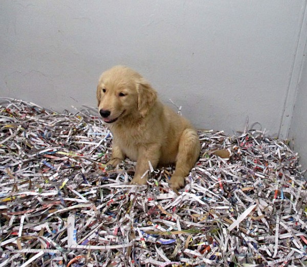 Golden Retriever Female 1
