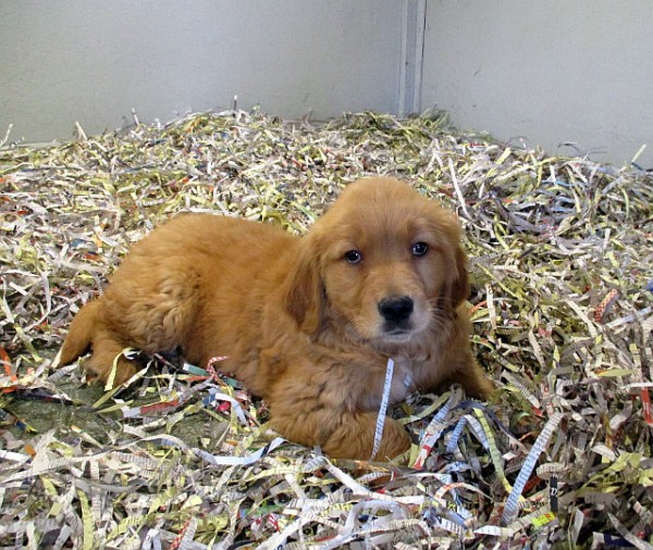 Golden Retriever Female 1