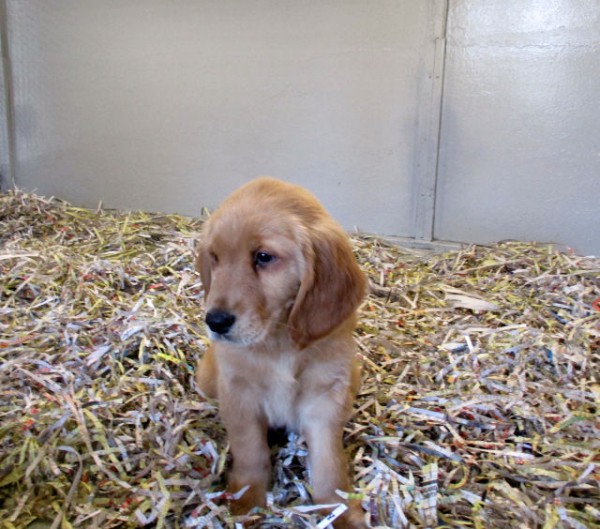 Golden Retriever Female 2