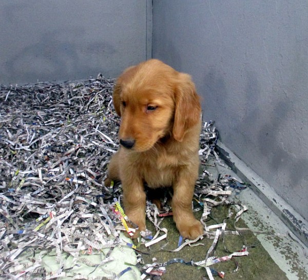 Golden Retriever Male