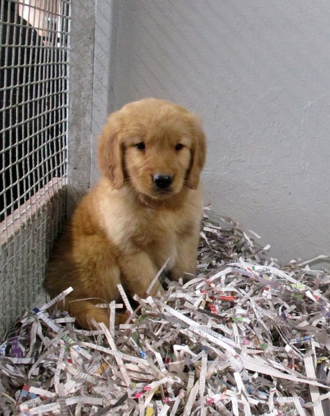 Golden Retriever Male