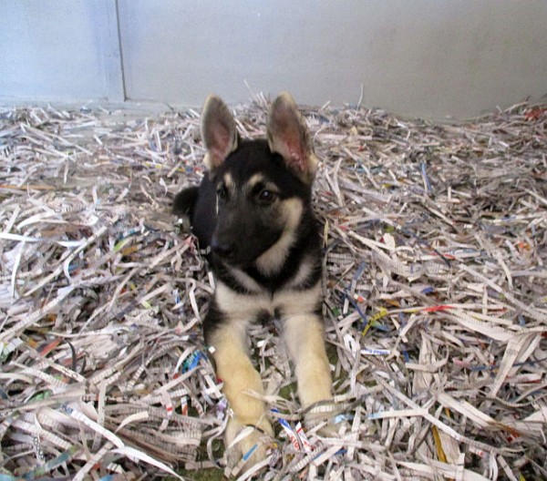 German Shepherd Male 
