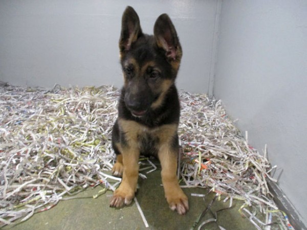 German Shepherd Female