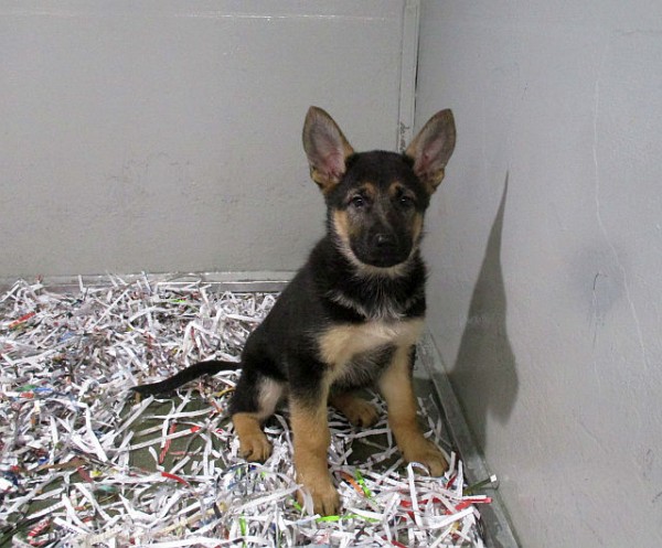 German Shepherd Female