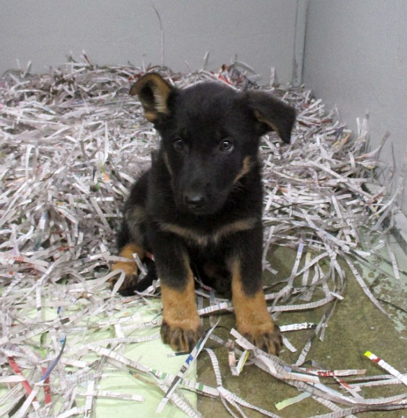 German Shepherd Female