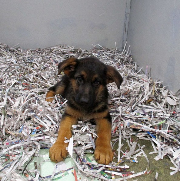 German Shepherd Male