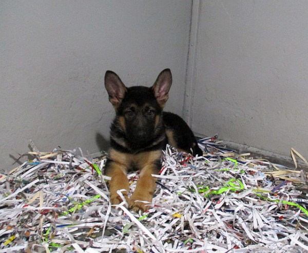 German Shepherd Male