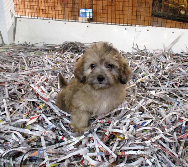 Hava-poo Female