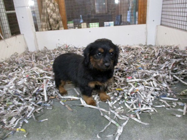 Mini Aussie-Doxie Female