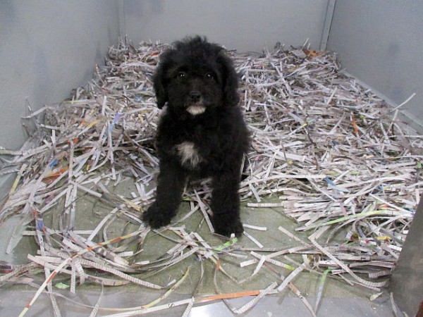 Mini Bernedoodle Female