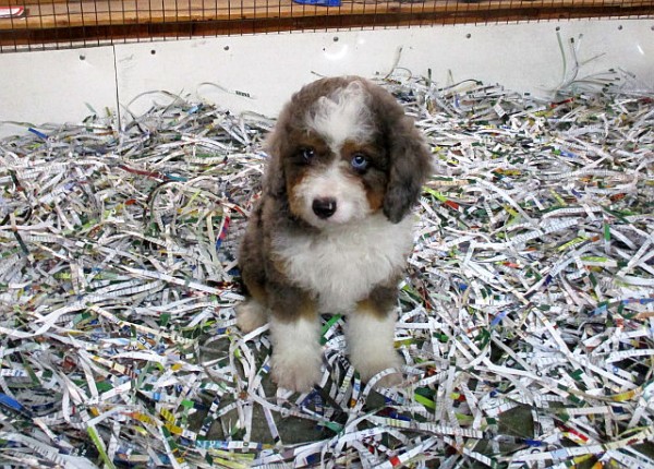 Mini Bernedoodle Female