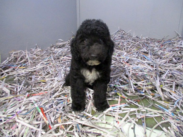 Mini Bernedoodle Female